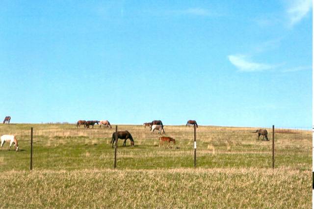 Wild horses in Theodore Roosevelt National Park