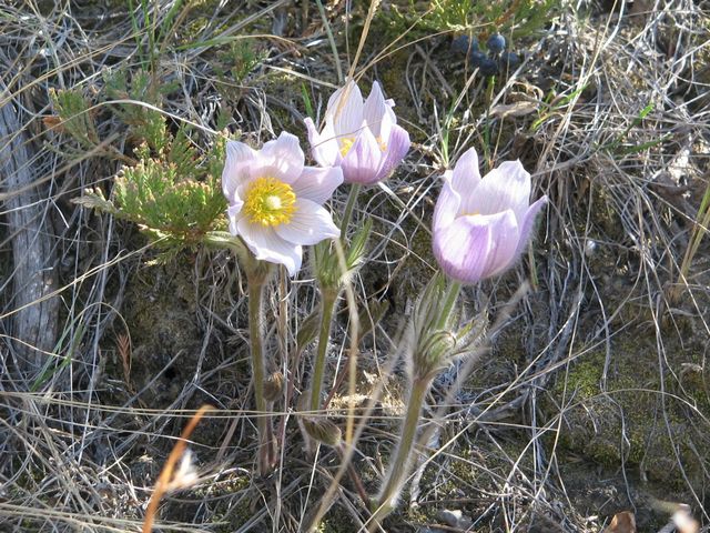 Prairie Crocus (pasque flower)