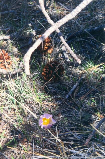 Pasque flower (Prairie crocus)